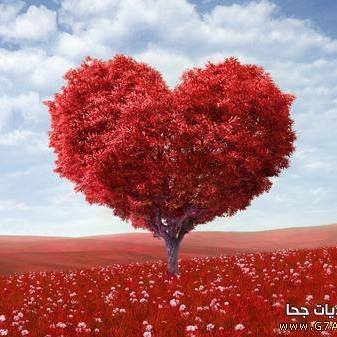 الصورة الرمزية لـ Khadija Dija