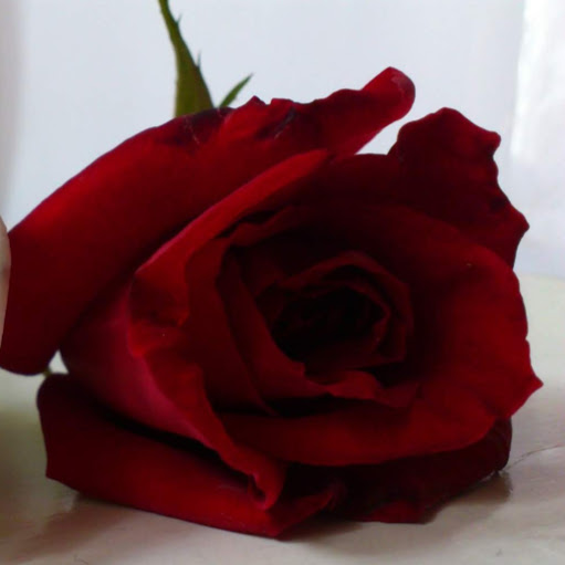 الصورة الرمزية لـ alouiomar51@gmail.com